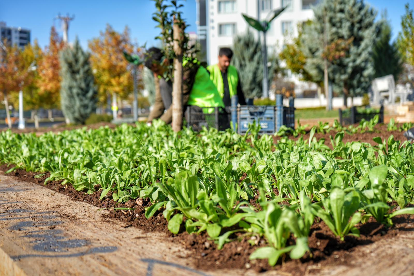 Kayapınar Belediyesi 10 bin kış çiçeği ekimi yaptı 