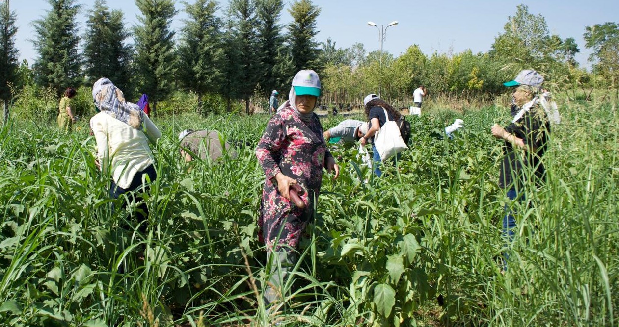Kayapınar’da kadın üretimi kurutmalık patlıcan 