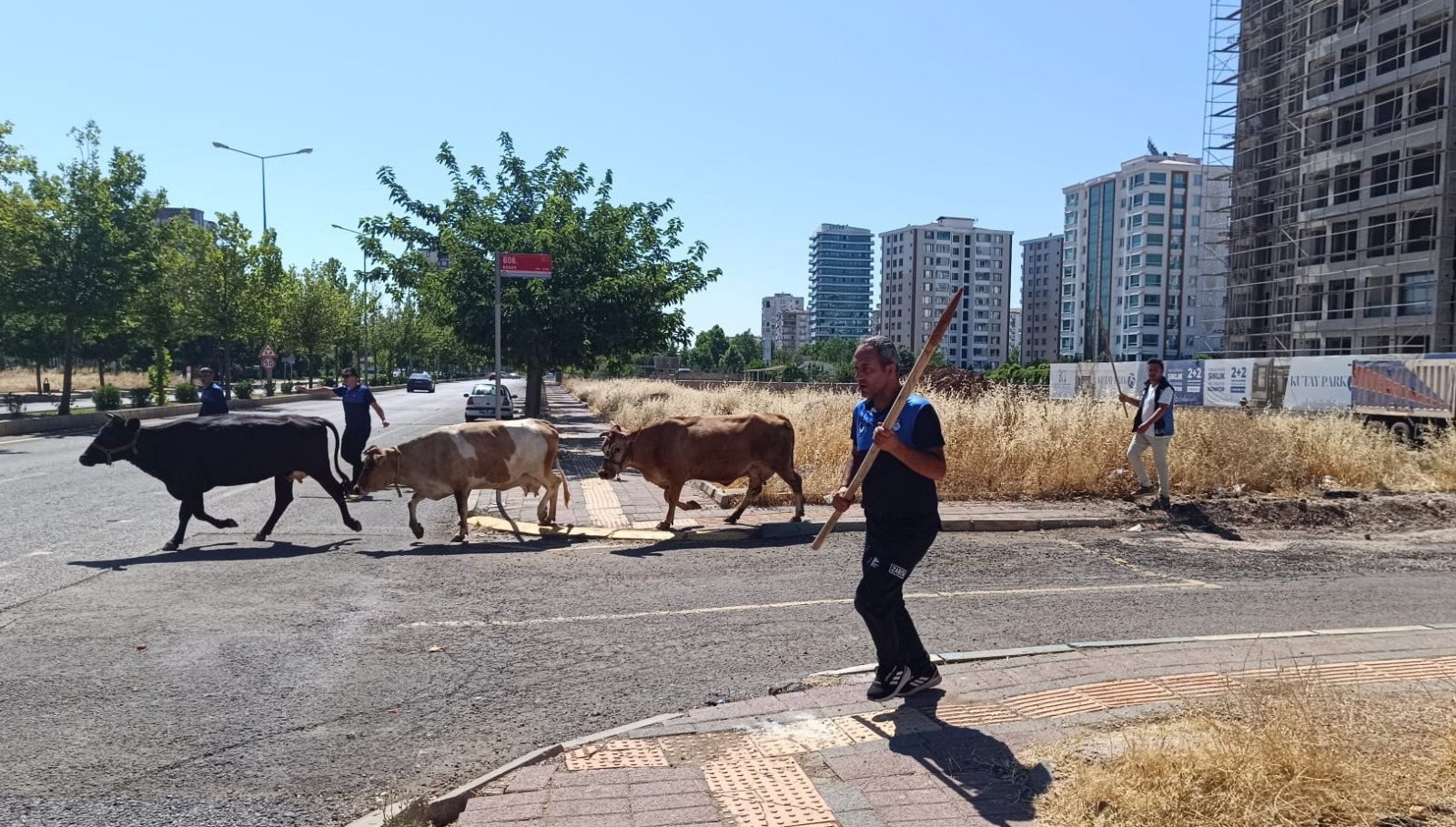 Kayapınar Belediyesi zabıtasından hayvan sahiplerine para cezası 