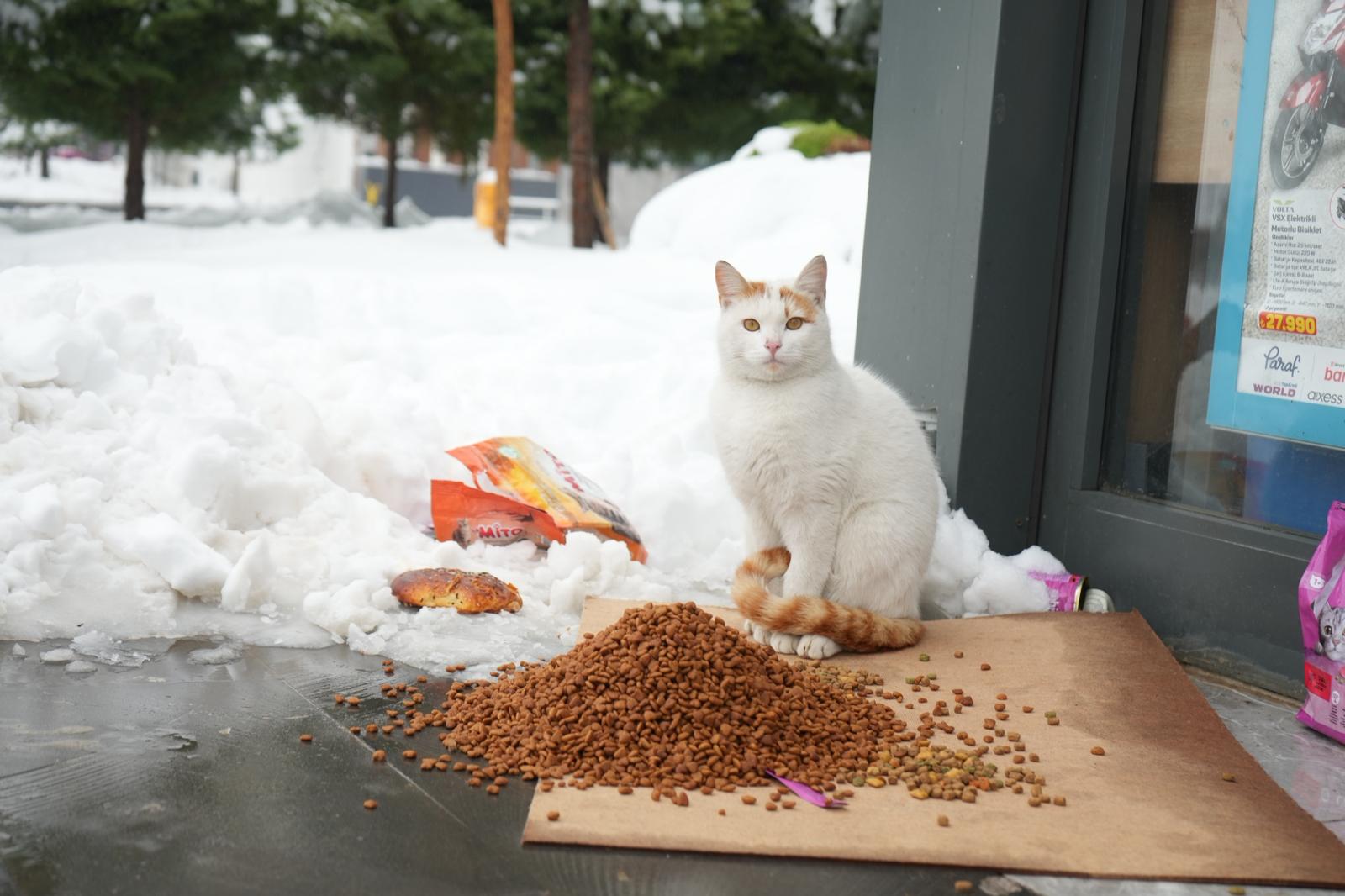  Sokak hayvanları için 40 noktaya mama ve kuş yemi bırakıldı 