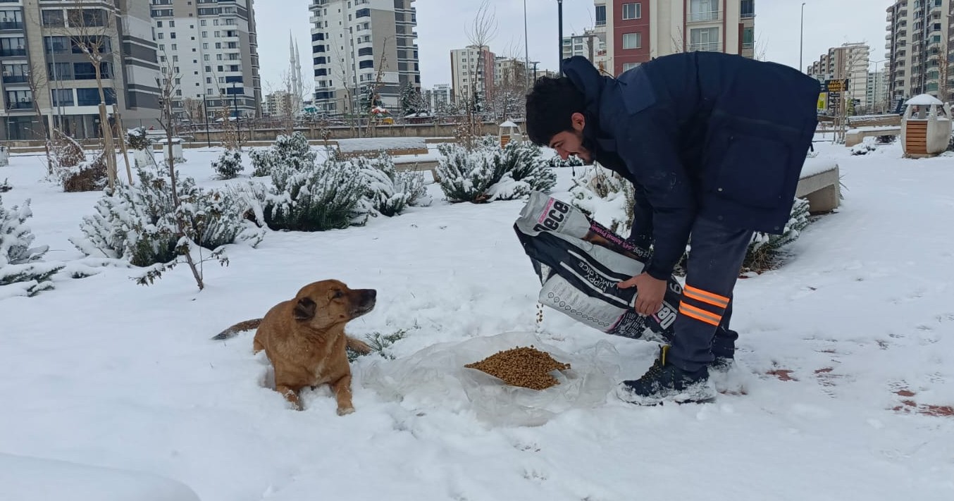 Belediye tarafından 543 noktaya 1400 kilogram mama ve kuş yemi bırakıldı